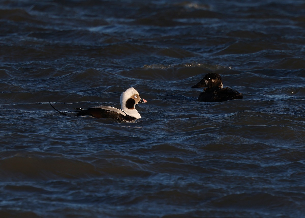 Long-tailed Duck - ML629110346