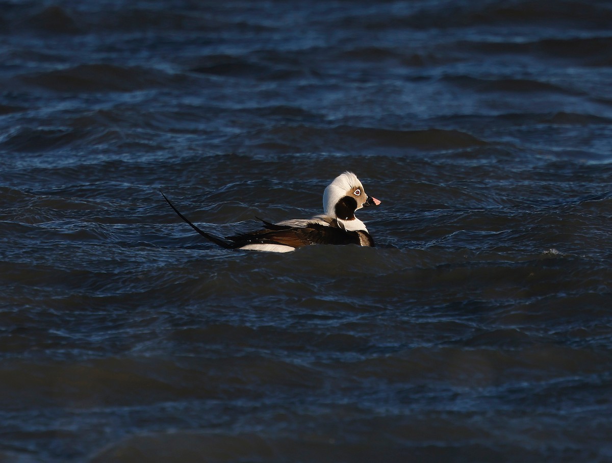 Long-tailed Duck - ML629110347