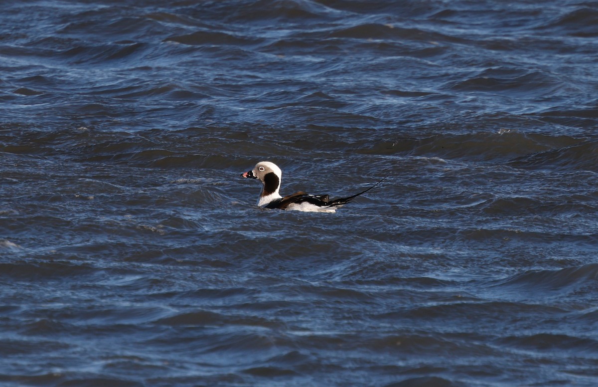 Long-tailed Duck - ML629110348