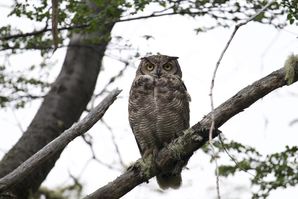 Lesser Horned Owl - ML629110543