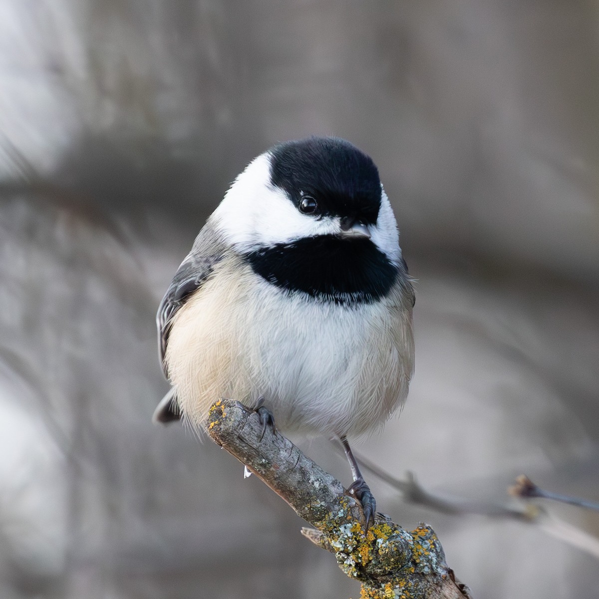 Black-capped Chickadee - ML629110551