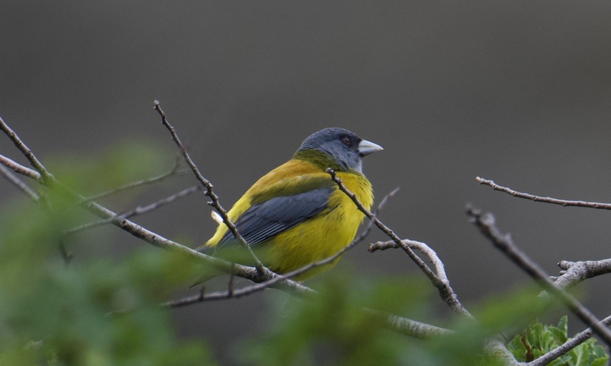 Patagonian Sierra Finch - ML629110610