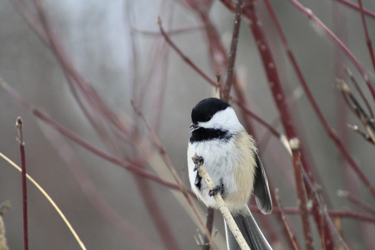 Black-capped Chickadee - ML629110677