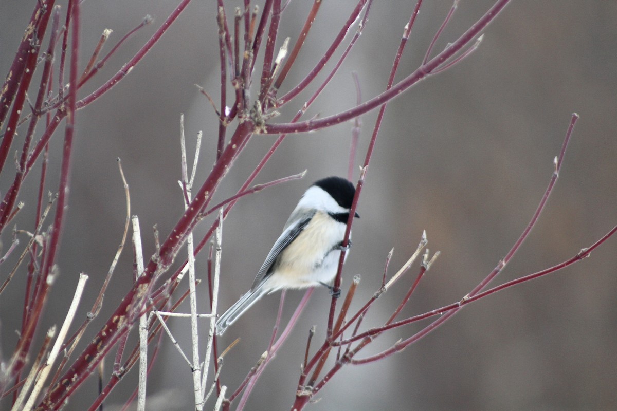 Black-capped Chickadee - ML629110678