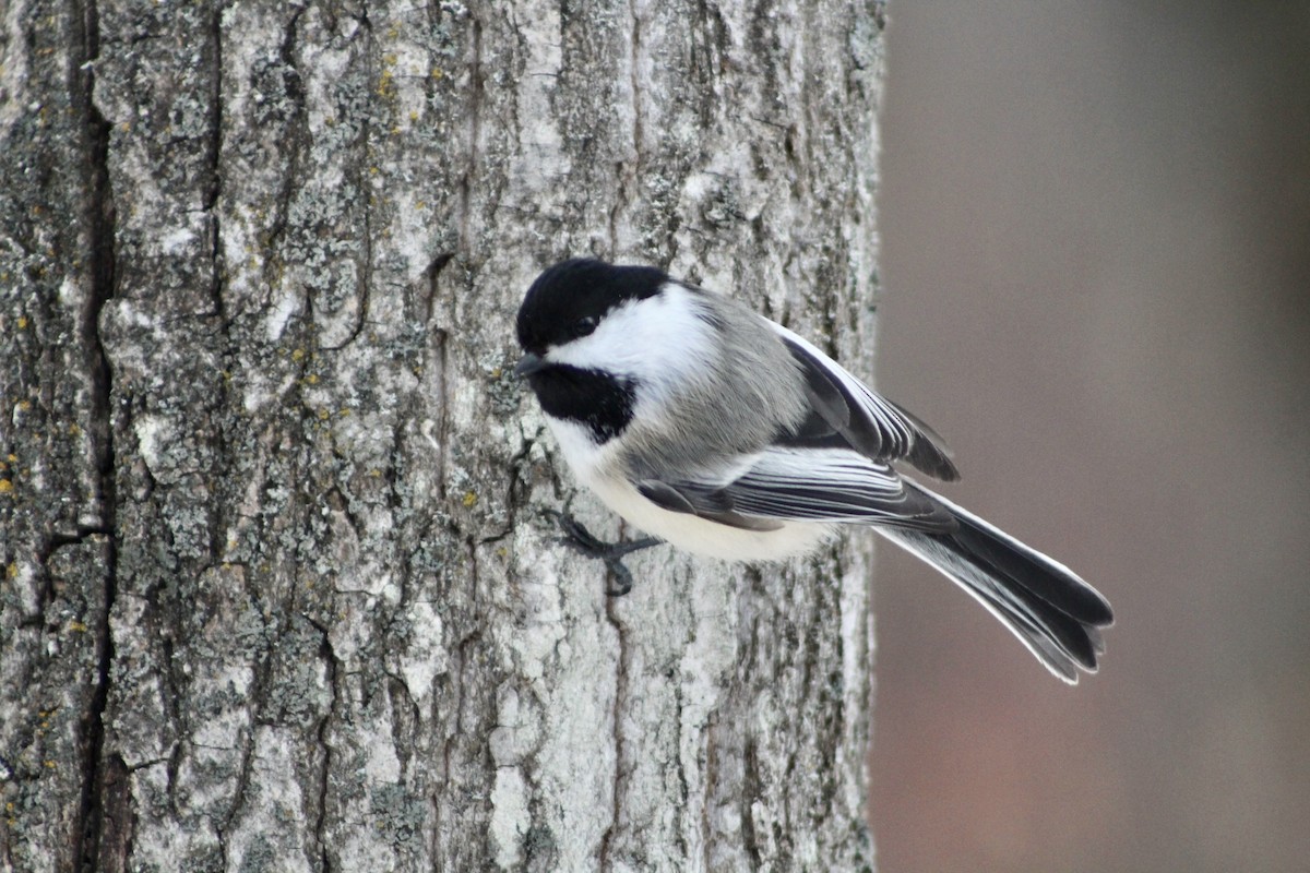 Black-capped Chickadee - ML629110681