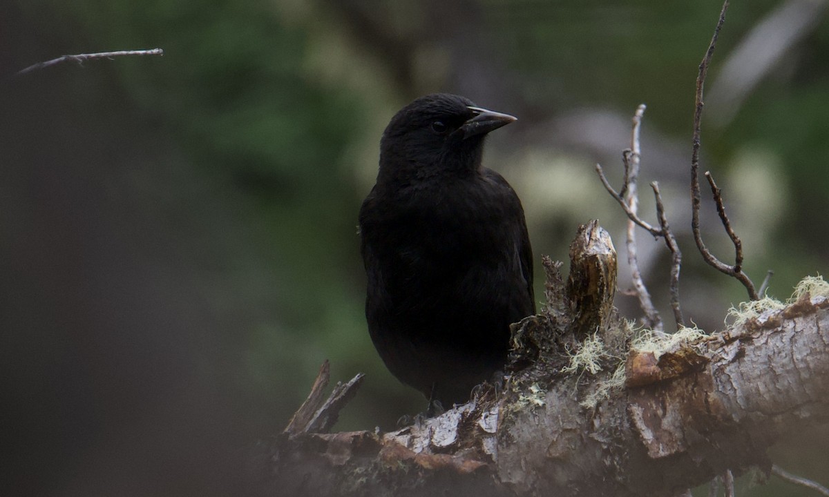 Austral Blackbird - ML629110683