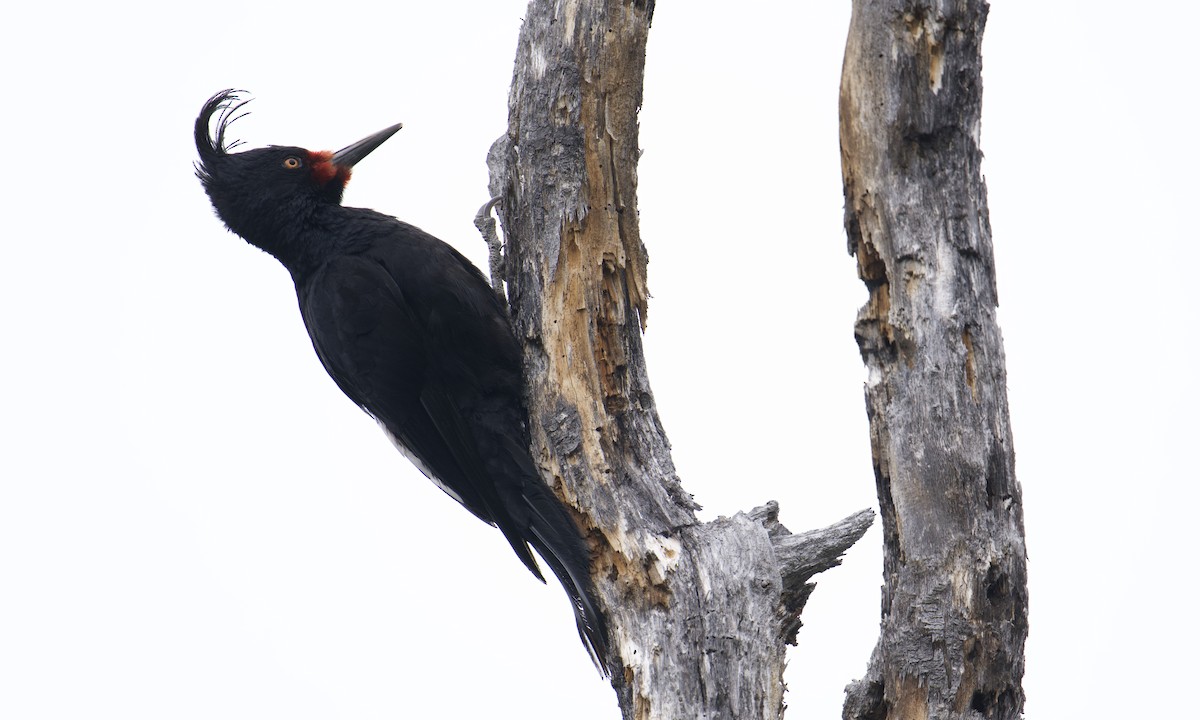 Magellanic Woodpecker - ML629110765