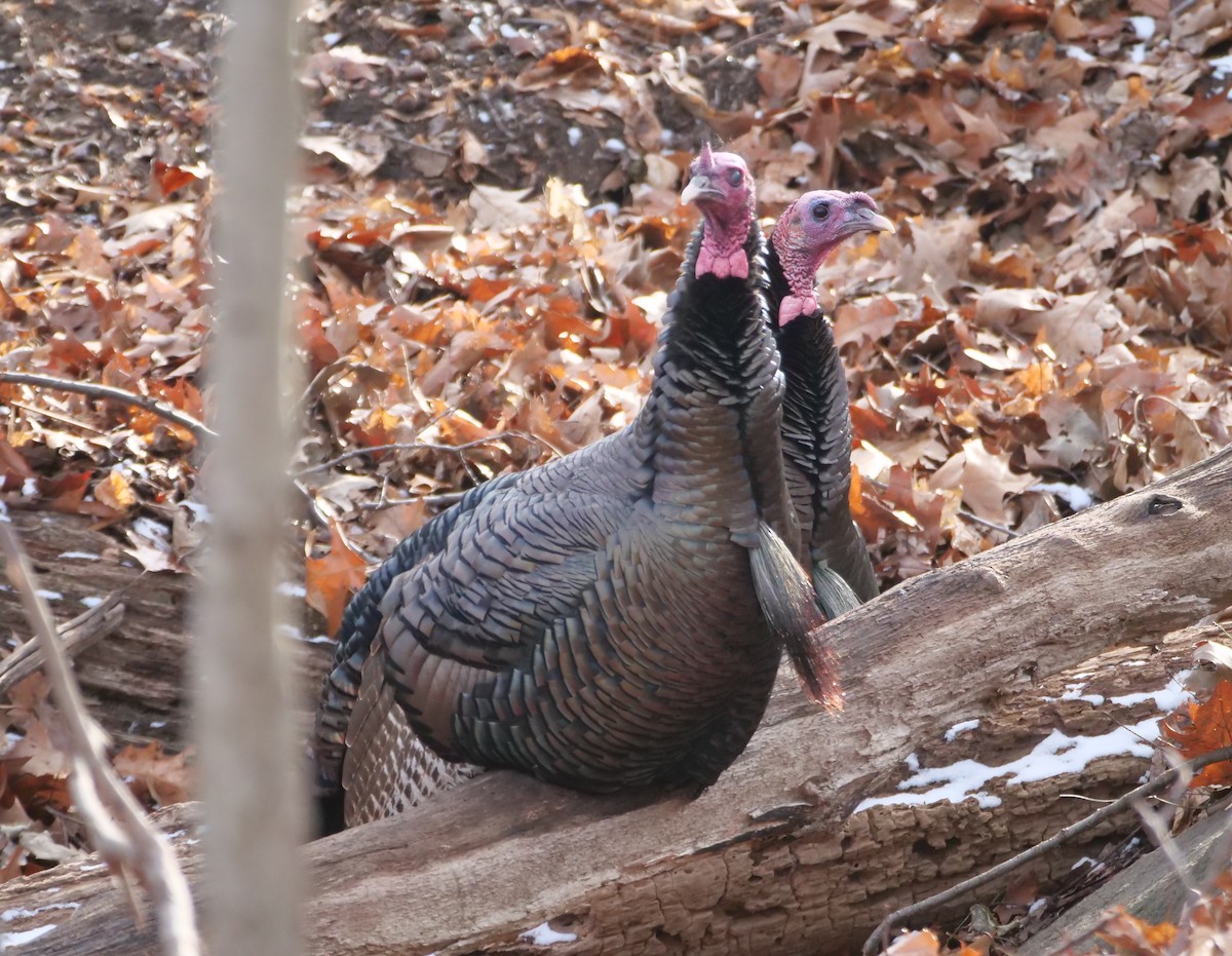 Wild Turkey - ML629110801