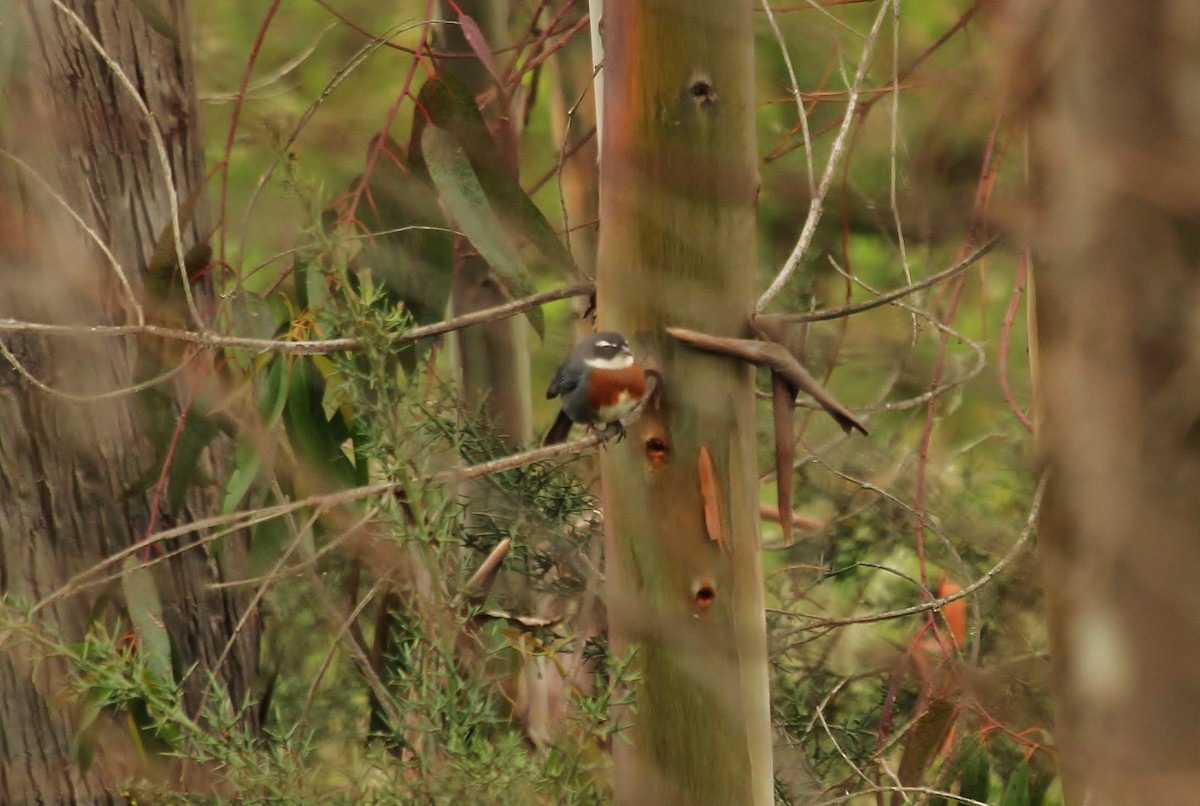 Chestnut-breasted Mountain Finch - ML629110813