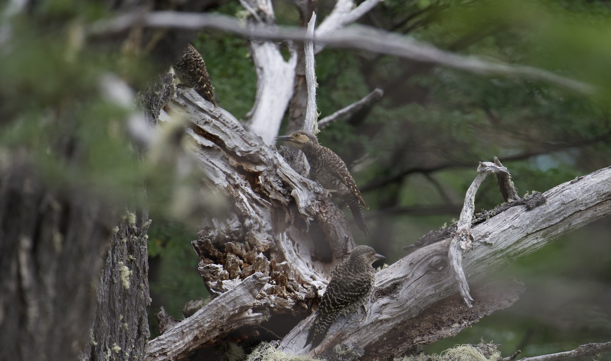 Chilean Flicker - ML629110814