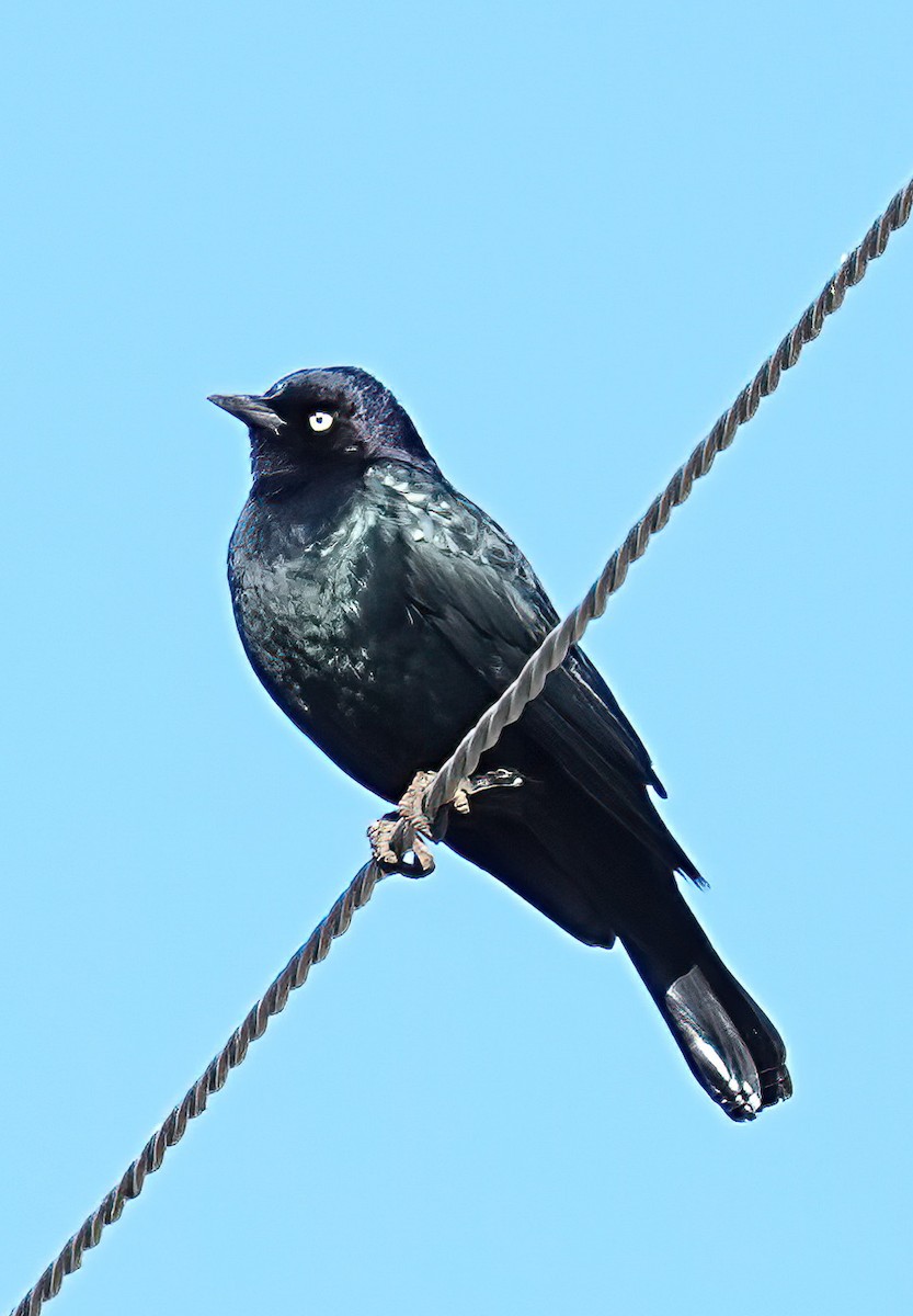 Brewer's Blackbird - ML629110850