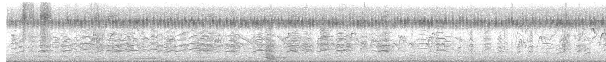 Black-winged Stilt - ML629110892