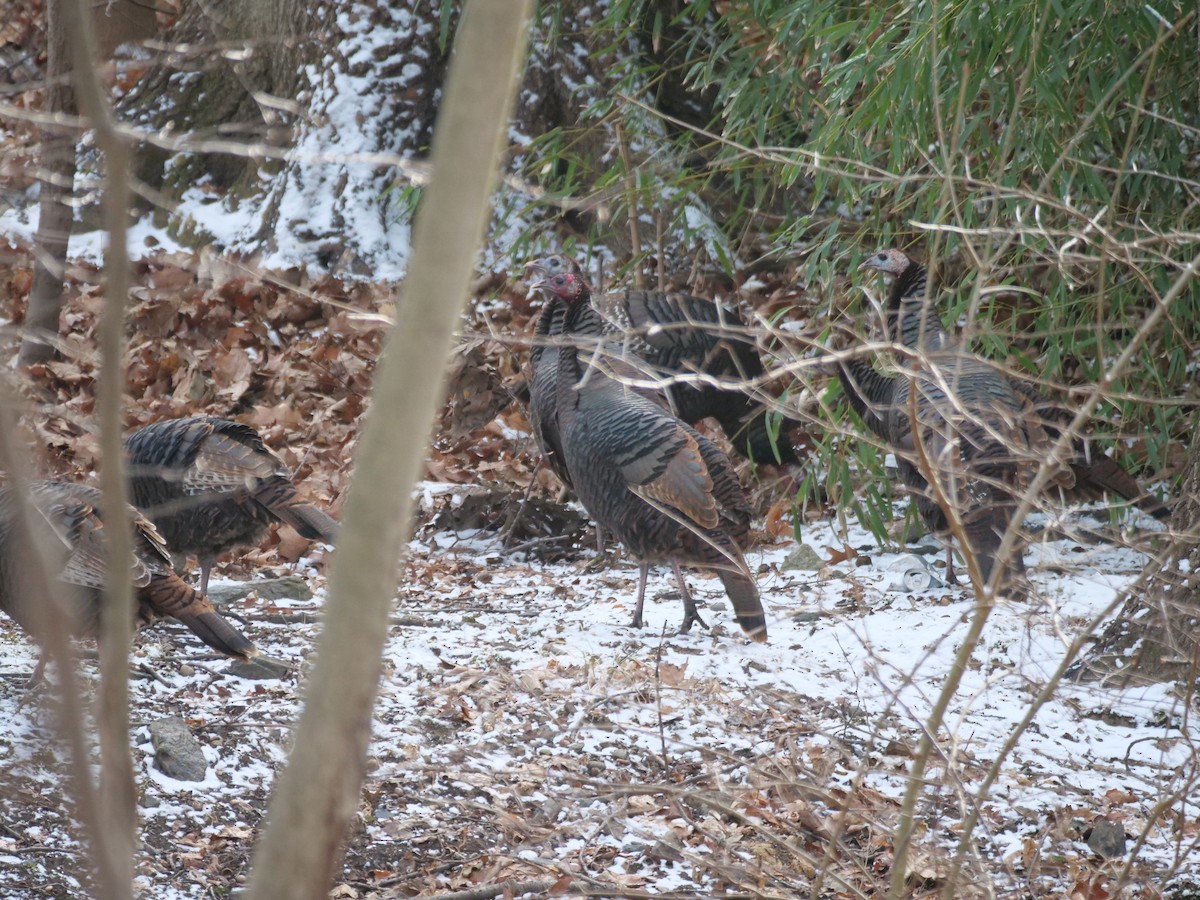 Wild Turkey - ML629110945