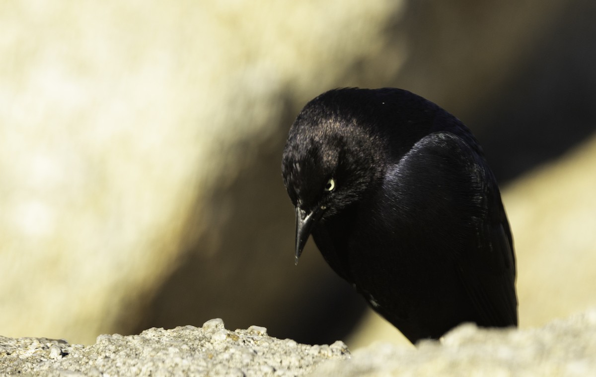 Brewer's Blackbird - ML629110983