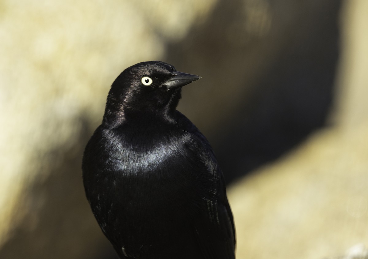 Brewer's Blackbird - ML629110985