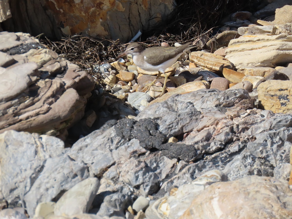 Spotted Sandpiper - ML629110994