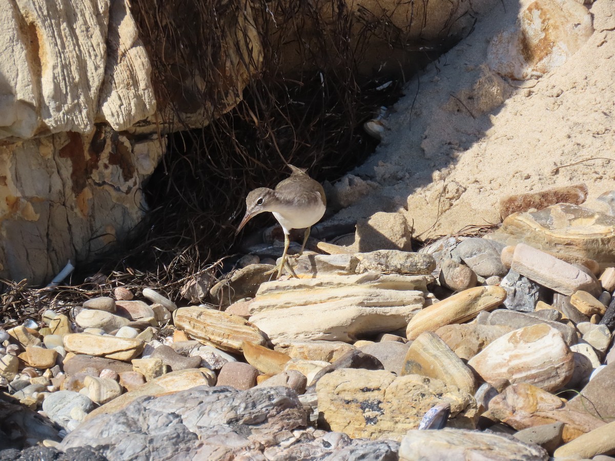 Spotted Sandpiper - ML629110995