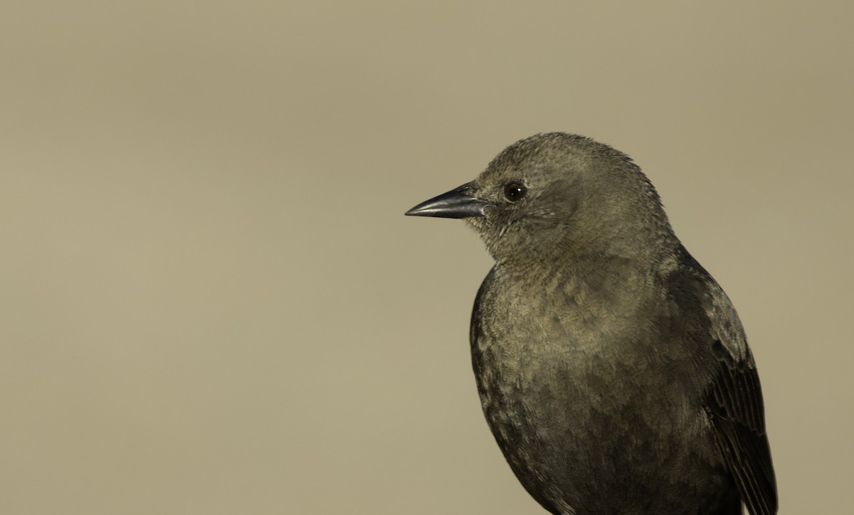 Brewer's Blackbird - ML629110998