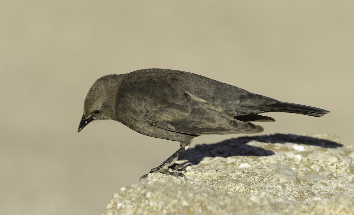 Brewer's Blackbird - ML629110999