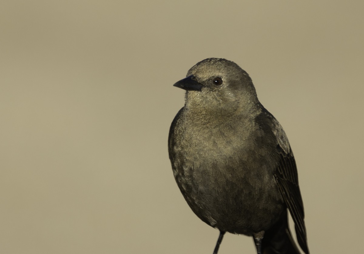 Brewer's Blackbird - ML629111000