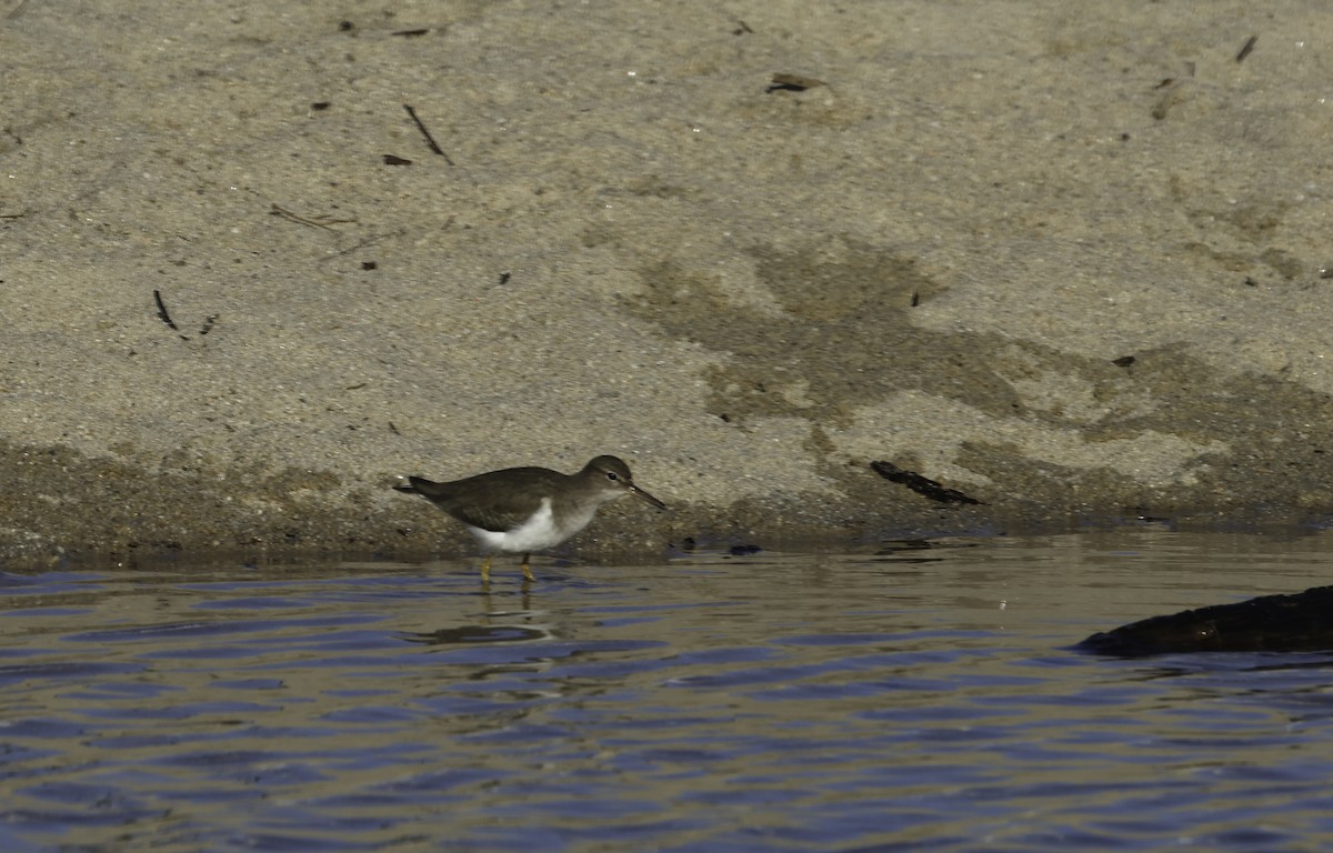 Spotted Sandpiper - ML629111121