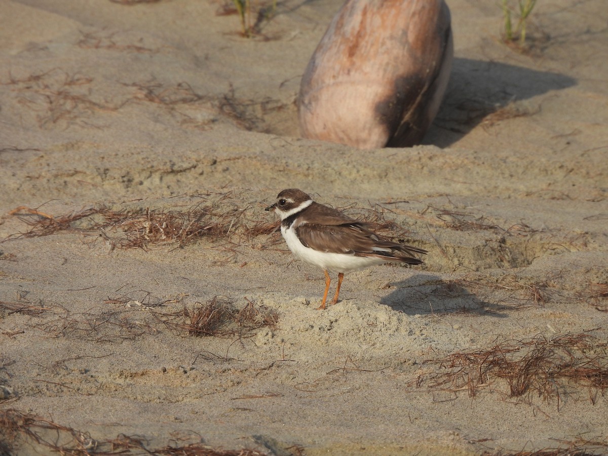 Semipalmated Plover - ML629111125