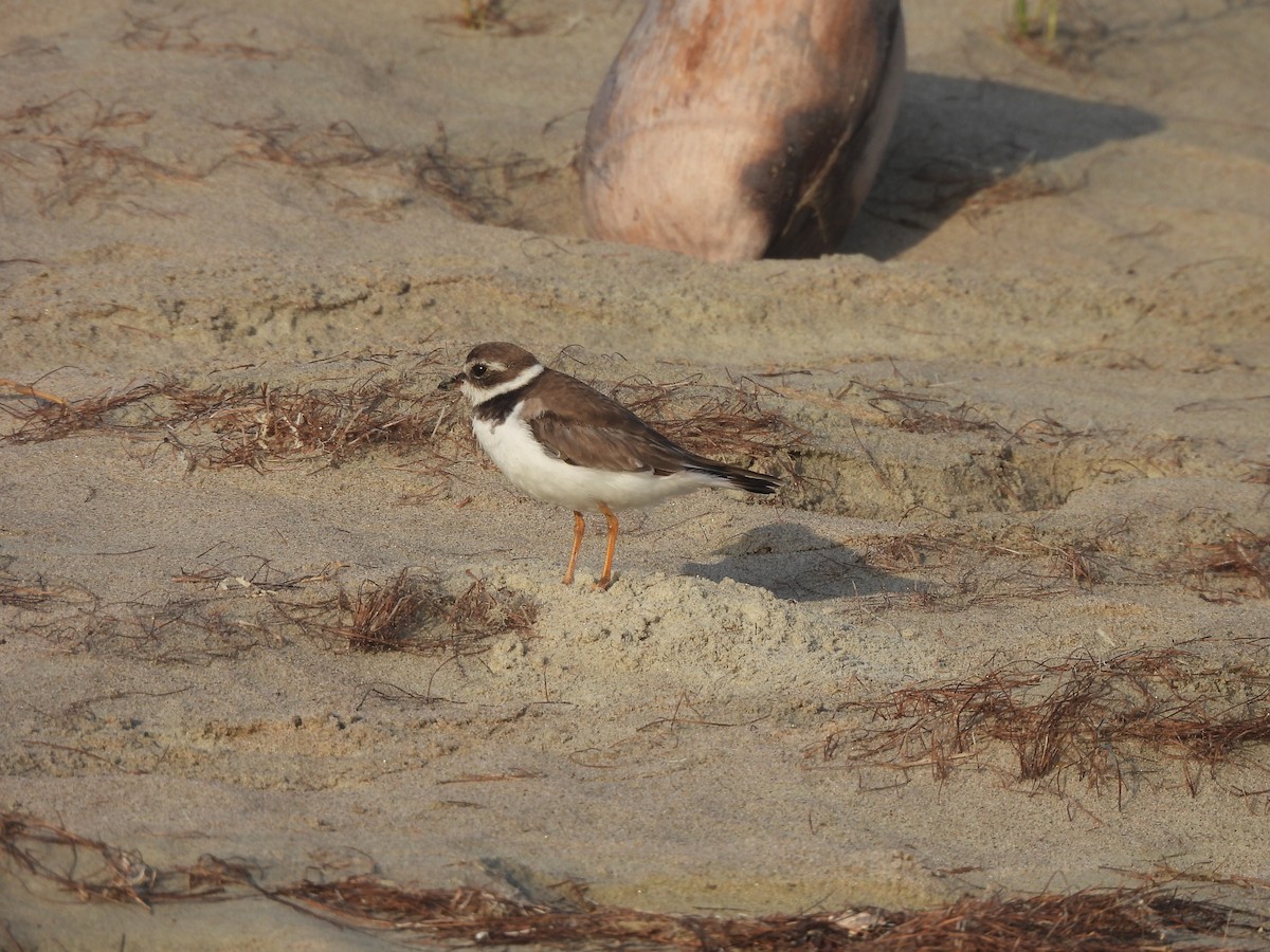 Semipalmated Plover - ML629111126