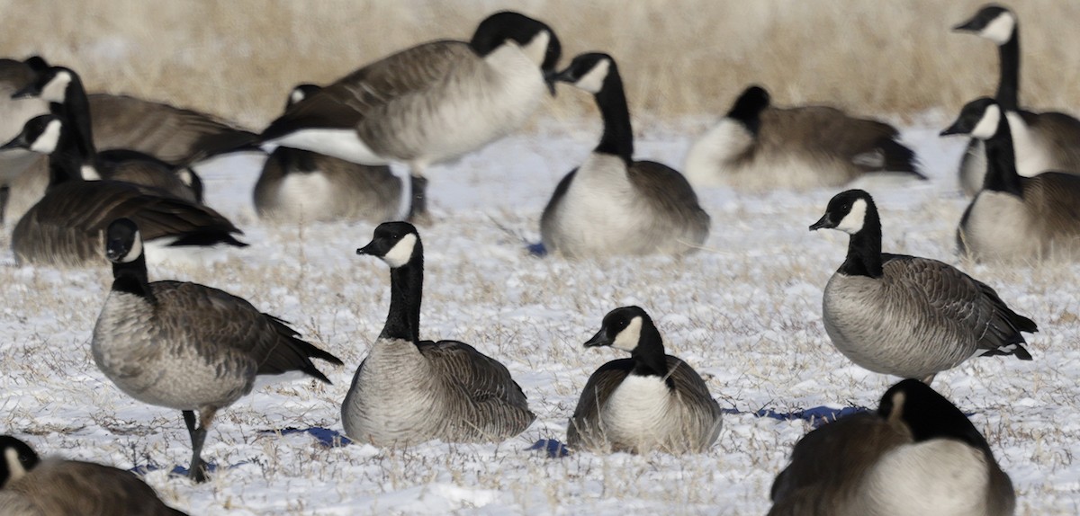 Cackling Goose (Richardson's) - ML629111306