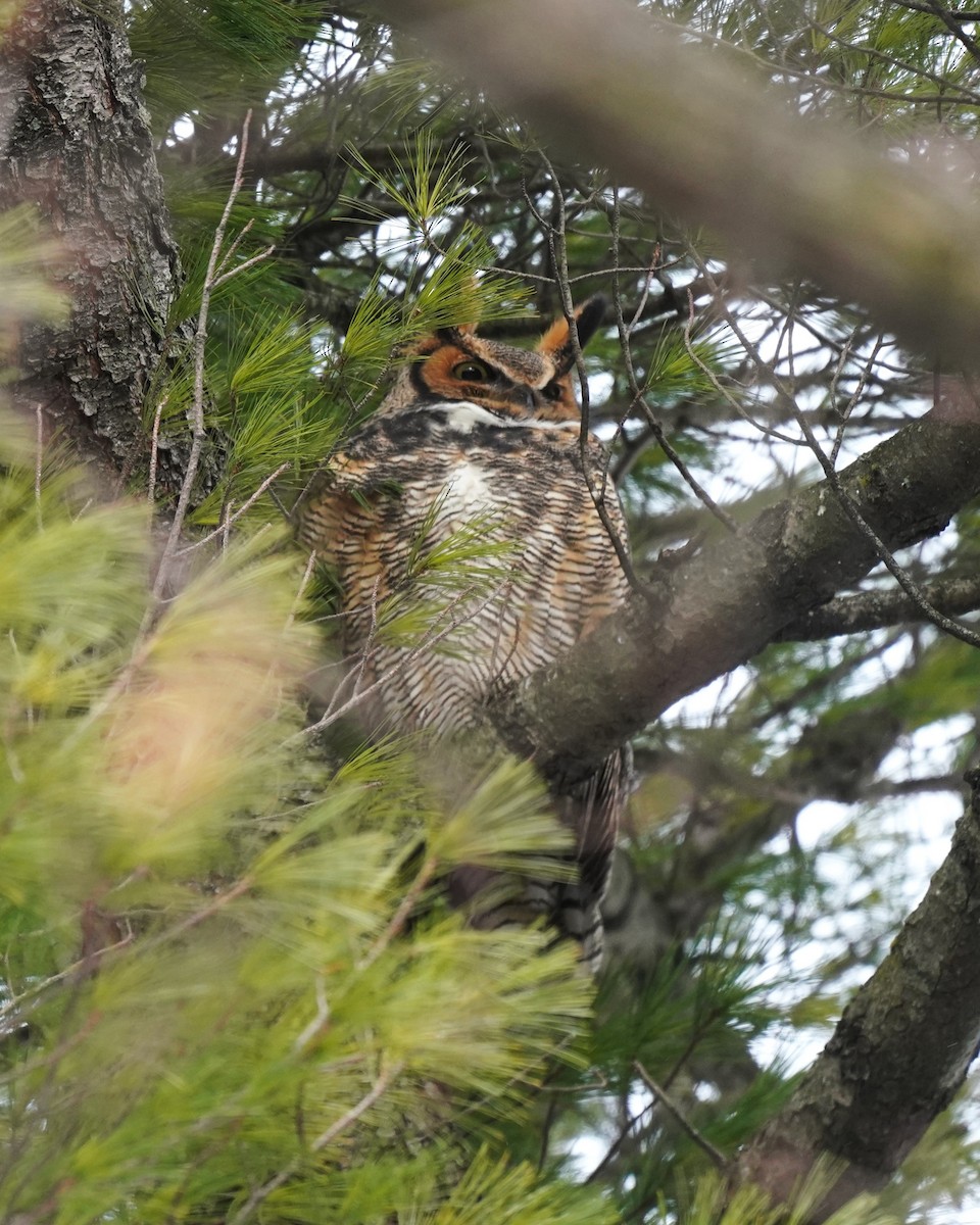 Great Horned Owl - ML629111332