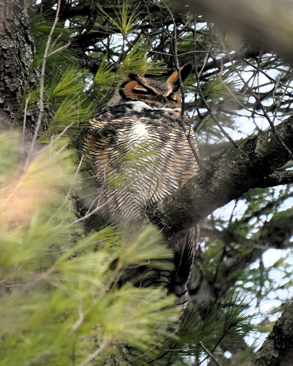 Great Horned Owl - ML629111333