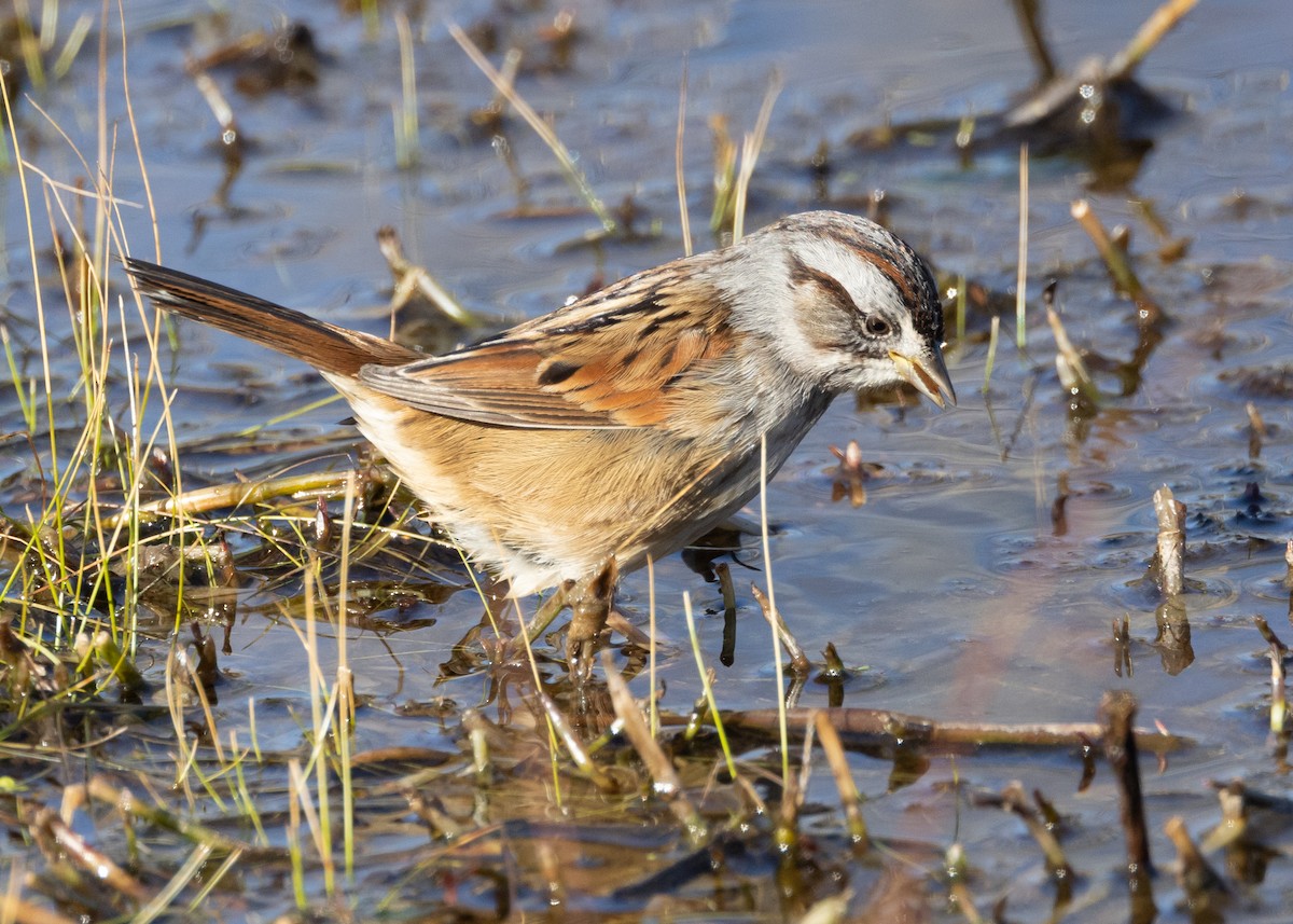 Swamp Sparrow - ML629111432