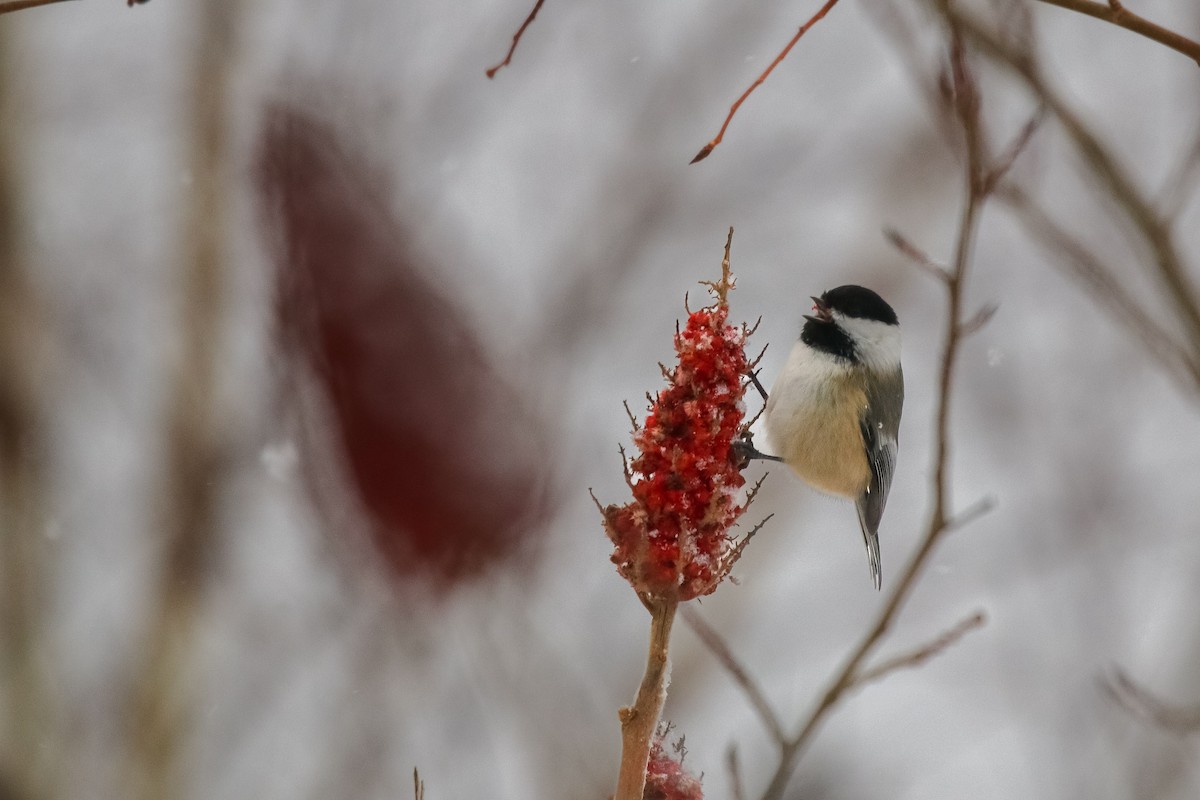 Black-capped Chickadee - ML629111434