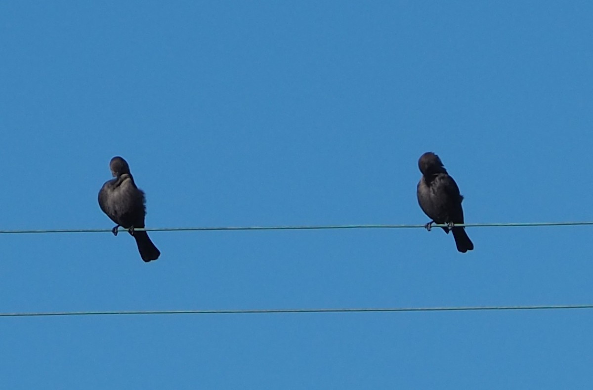 Brewer's Blackbird - ML629111513