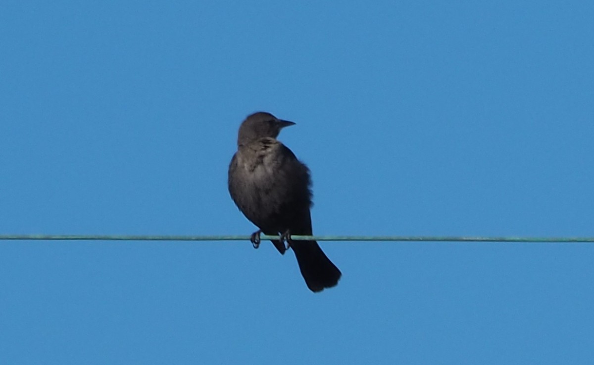 Brewer's Blackbird - ML629111514