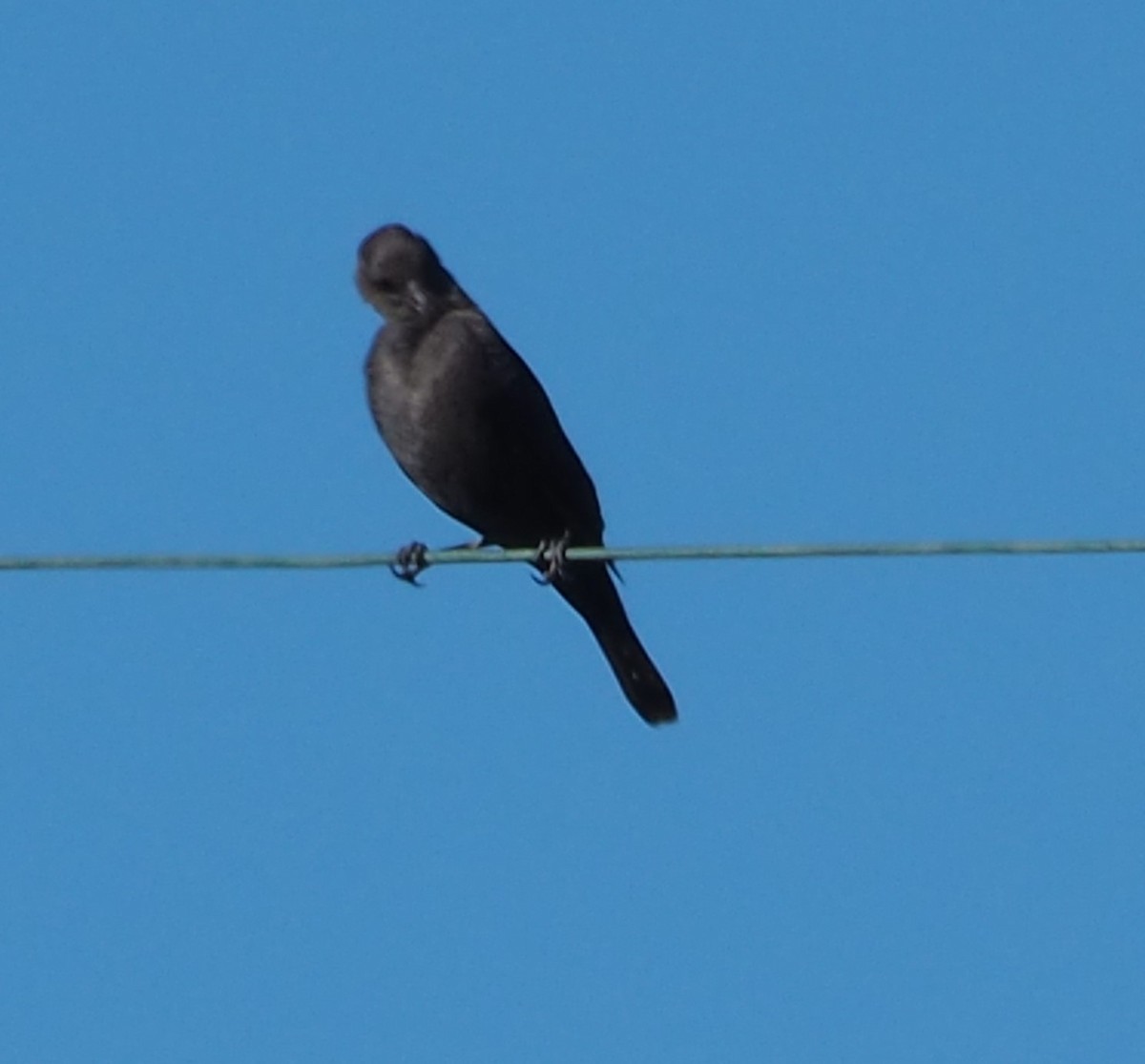 Brewer's Blackbird - ML629111516