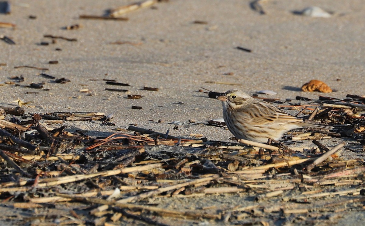 Savannah Sparrow (Ipswich) - ML629111519