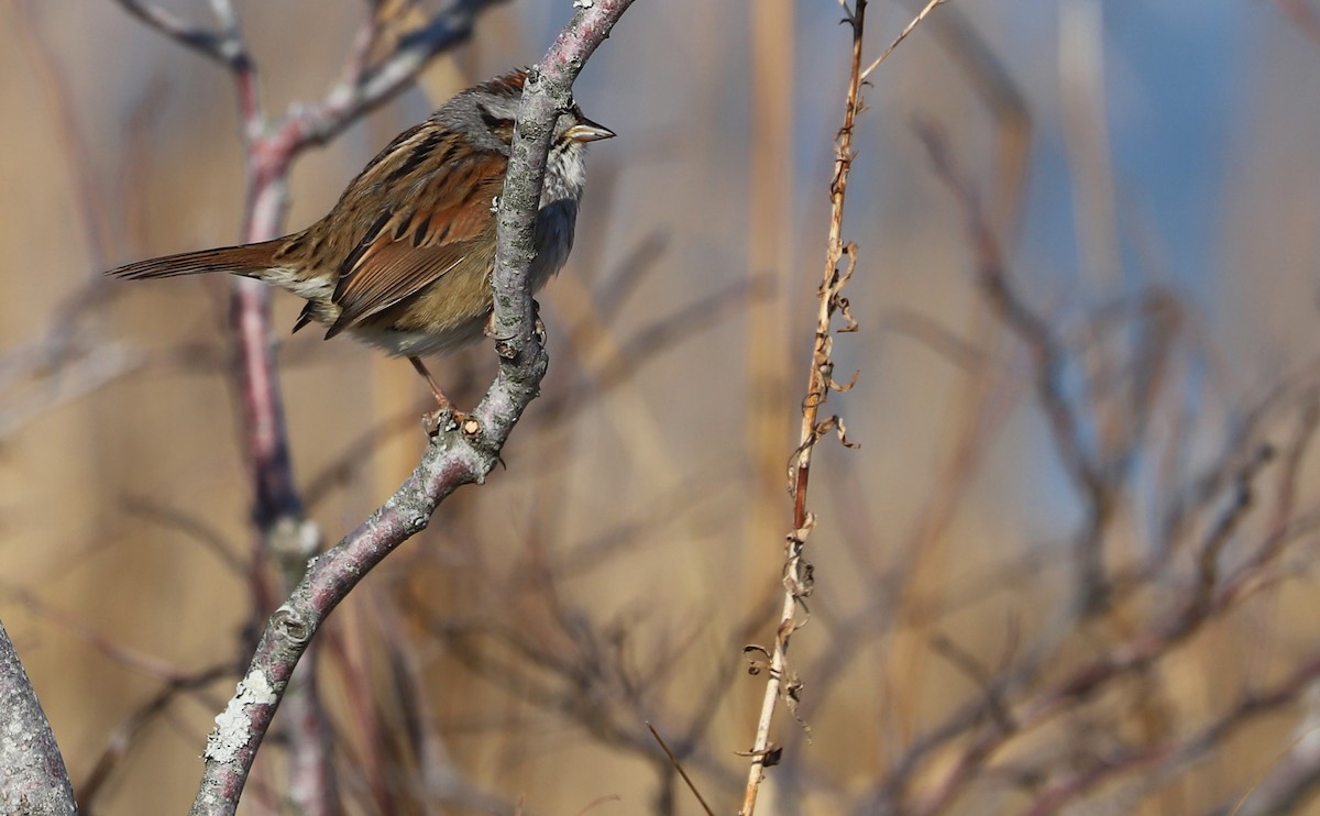 Swamp Sparrow - ML629111528