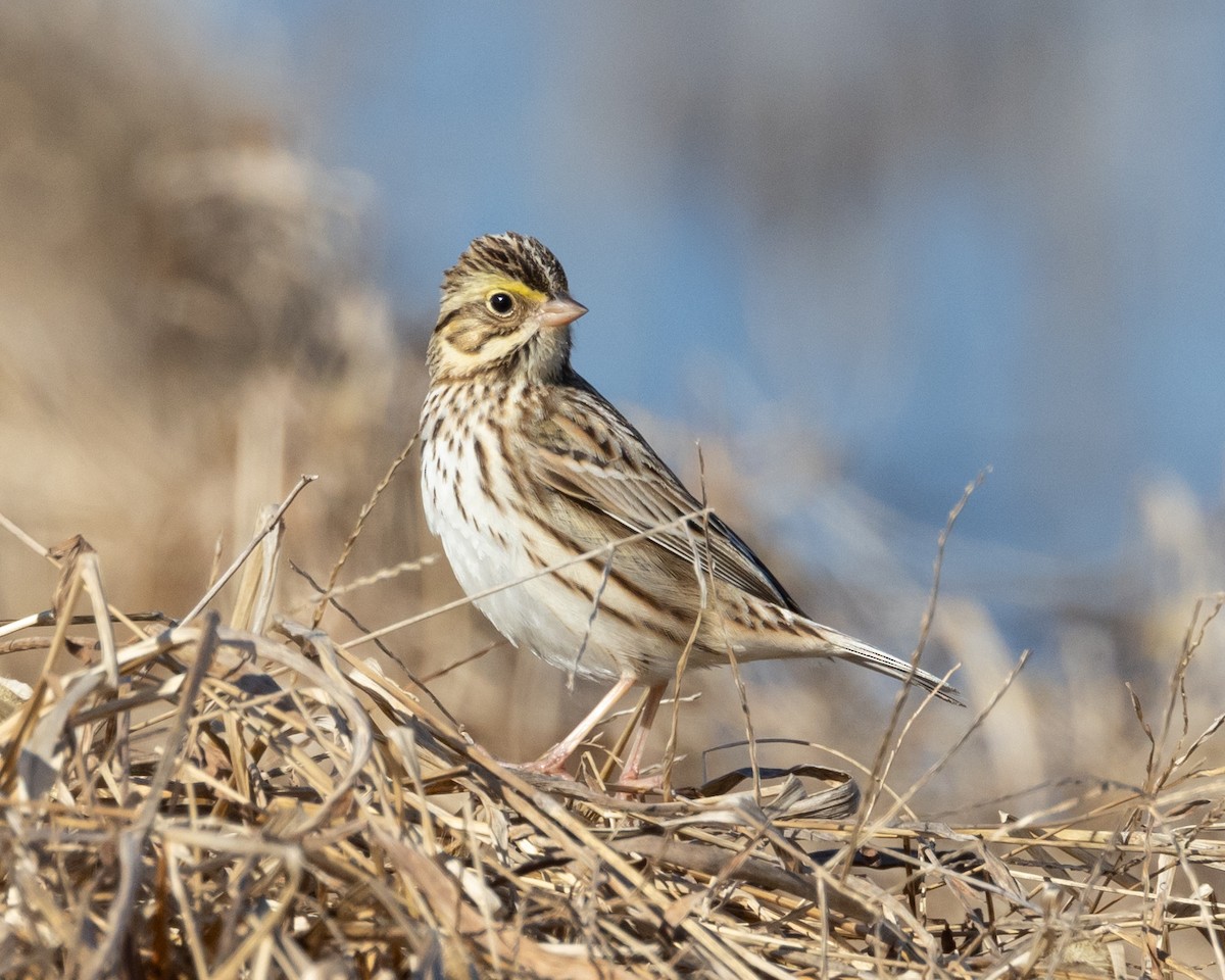 Savannah Sparrow - ML629111532