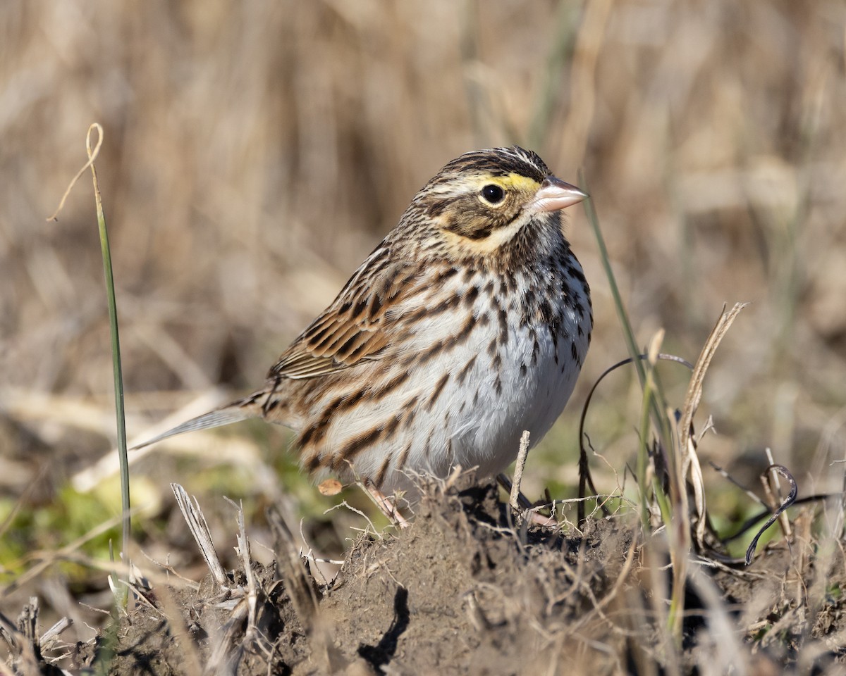 Savannah Sparrow - ML629111537