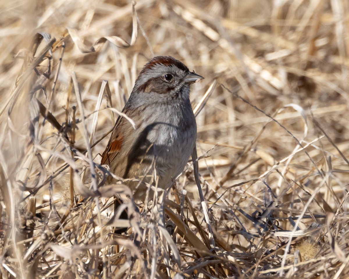 Swamp Sparrow - ML629111550