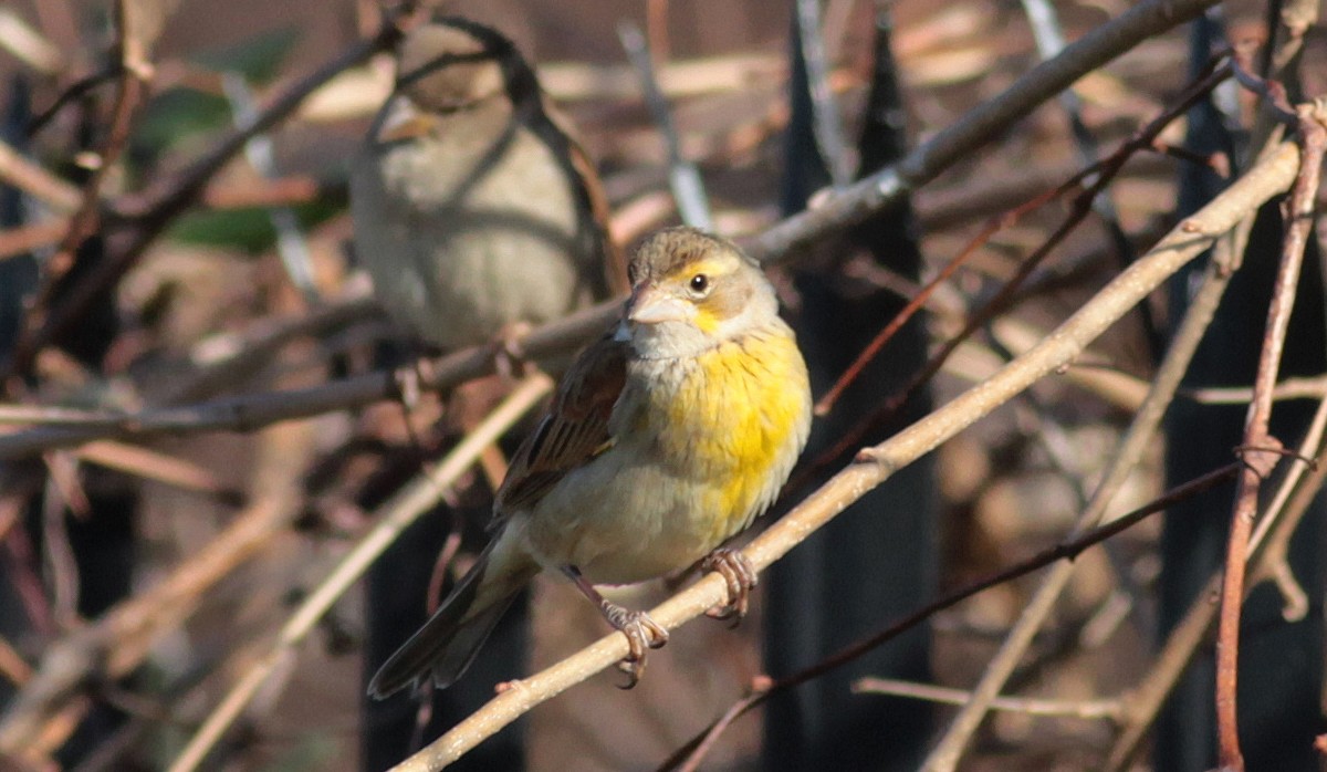 Dickcissel - ML629111558