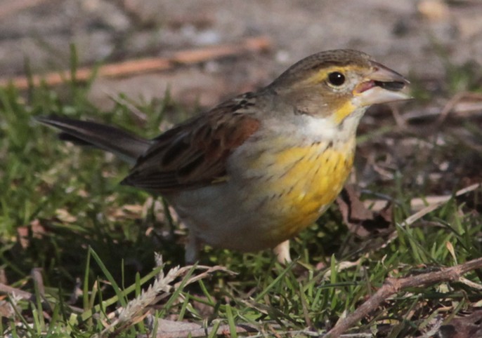 Dickcissel - ML629111560
