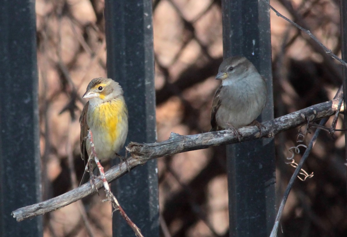Dickcissel - ML629111561