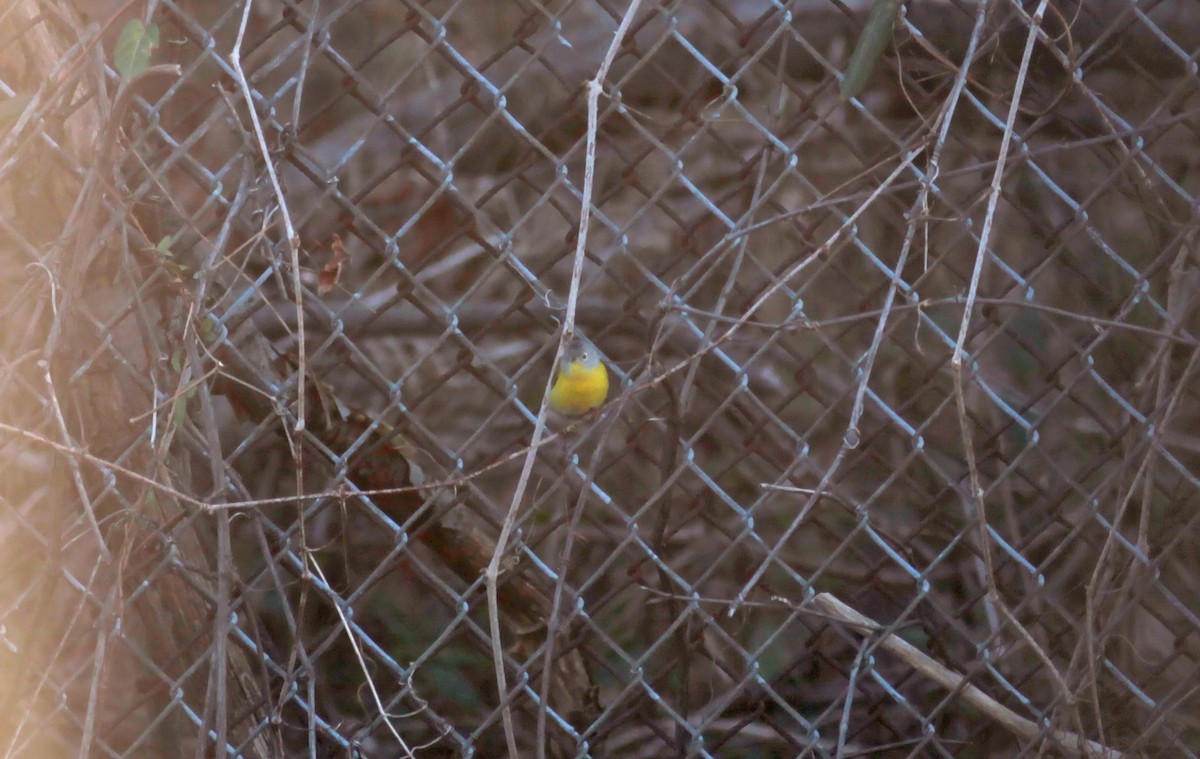 Nashville Warbler - ML629111562