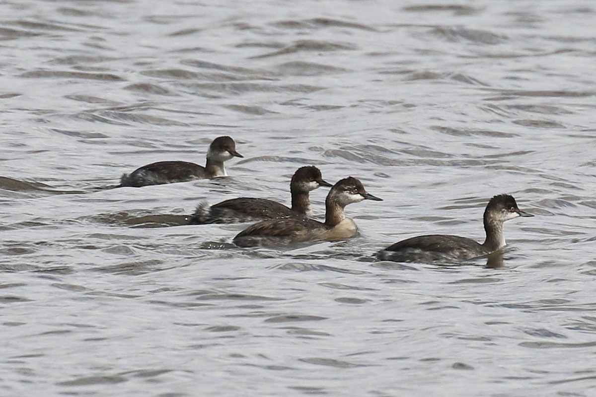 Eared Grebe - ML629111641