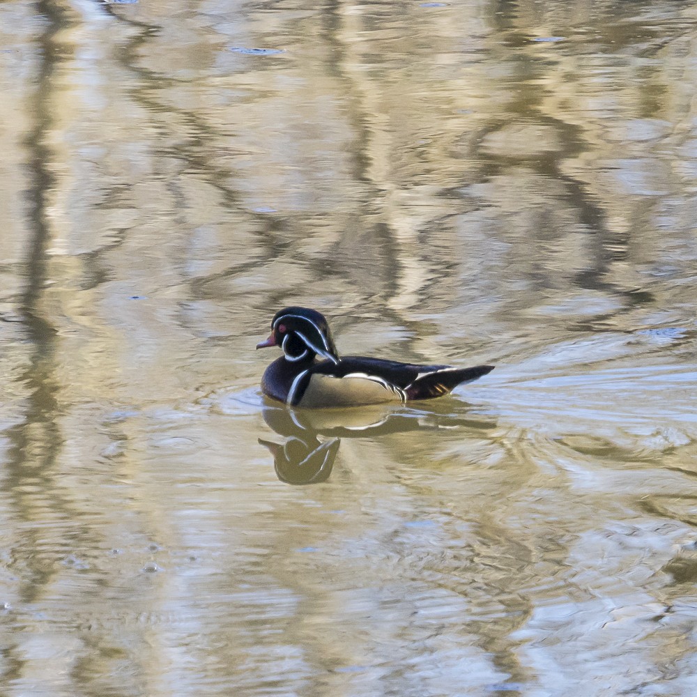 Wood Duck - ML629111733