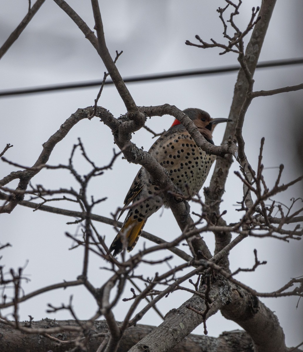 gullspett (auratus/luteus) - ML629111749