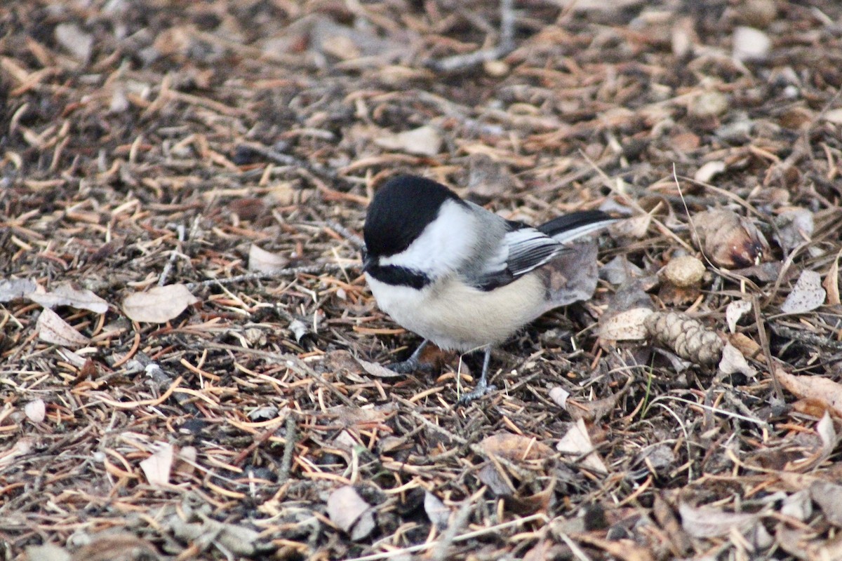 Black-capped Chickadee - ML629111784