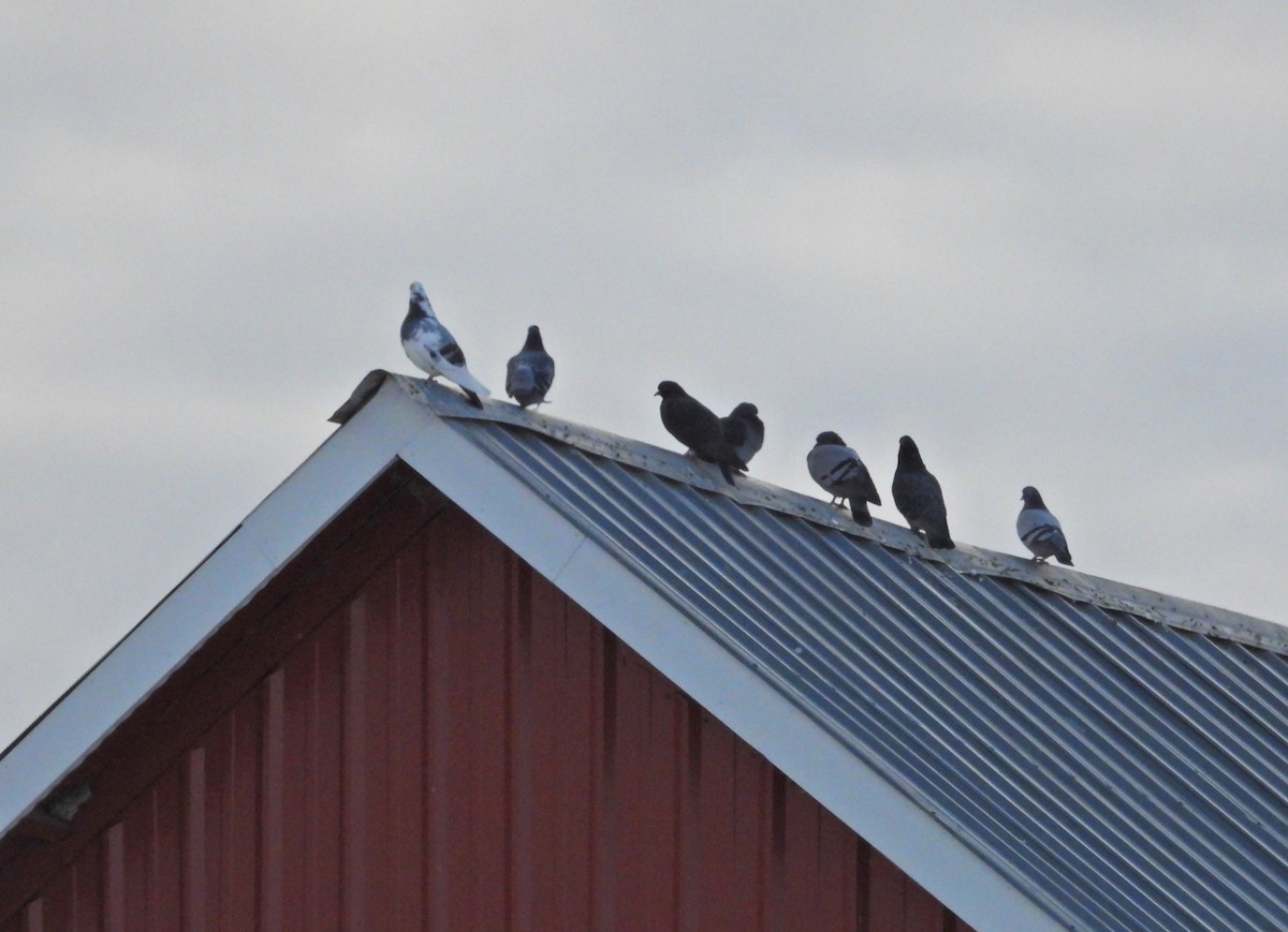 Rock Pigeon (Feral Pigeon) - ML629111786