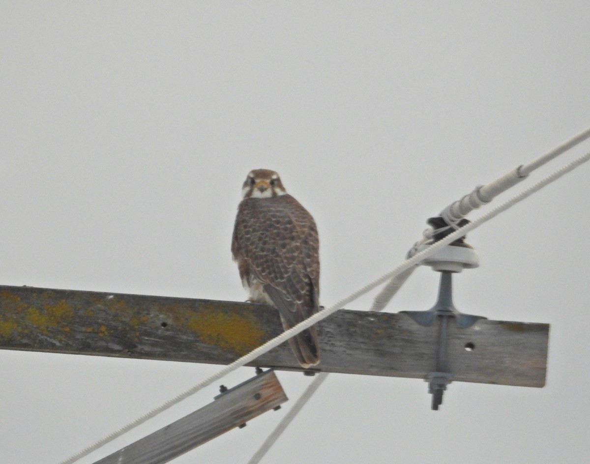 Prairie Falcon - ML629111788